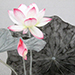 Mikiko Noji Gallery